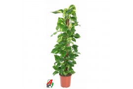 Epipremnum pinnatum mosstok Epipremnum Pinnatum P24 5 pp