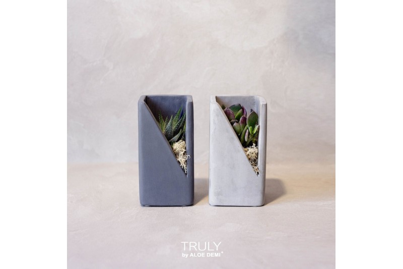 Arrangementen succulenten TRULY Succulent, Meles concrete moss1 pp 