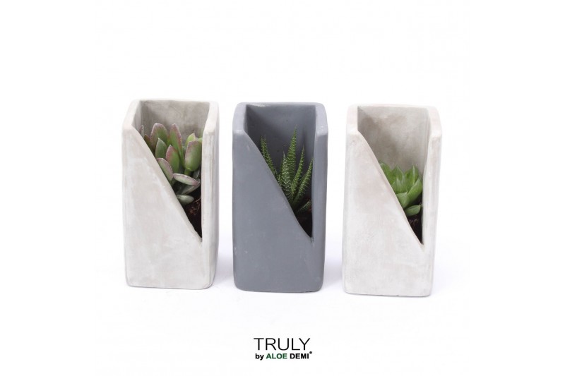 Arrangementen succulenten TRULY Succulent, Meles concrete1 pp 