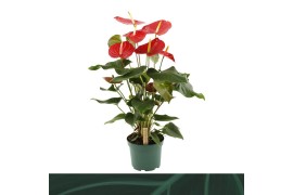 Anthurium andr. idaho Anthurium Idaho 17cm6 bl.