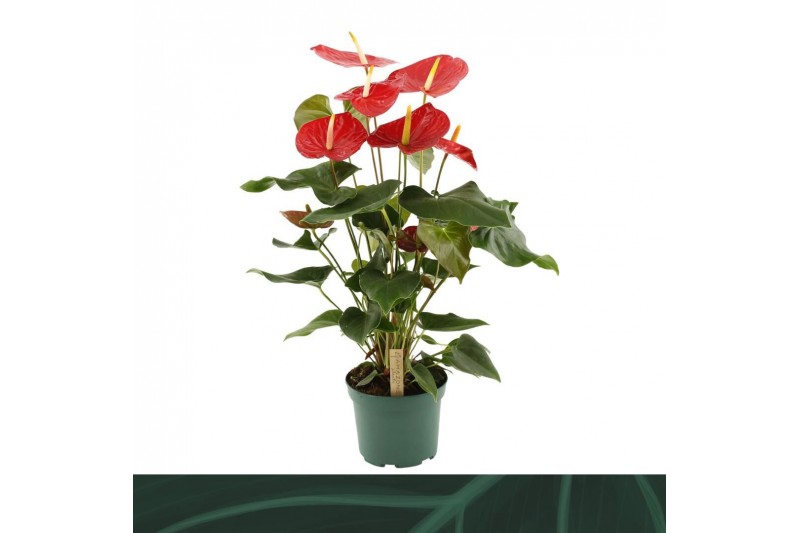 Anthurium andr. idaho Anthurium Idaho 17cm6 bl. 
