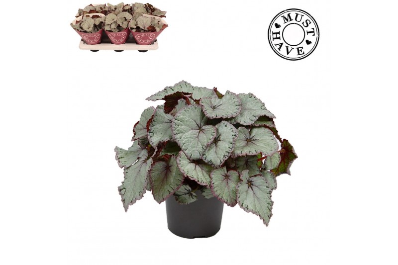 Begonia blad rex hawaiian silver Bladbegonia Rex Hawaiian Silver MUST  