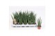 Sansevieria bacularis Sansevieria Mikado 
