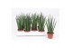 Sansevieria bacularis Sansevieria Mikado 