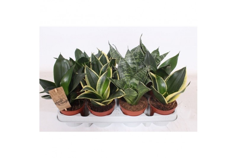 Sansevieria trifasciata hahnii Sansevieria Hahnii Mix 