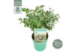 Eucalyptus pulverulenta Eucalyptus pul. Baby Blue