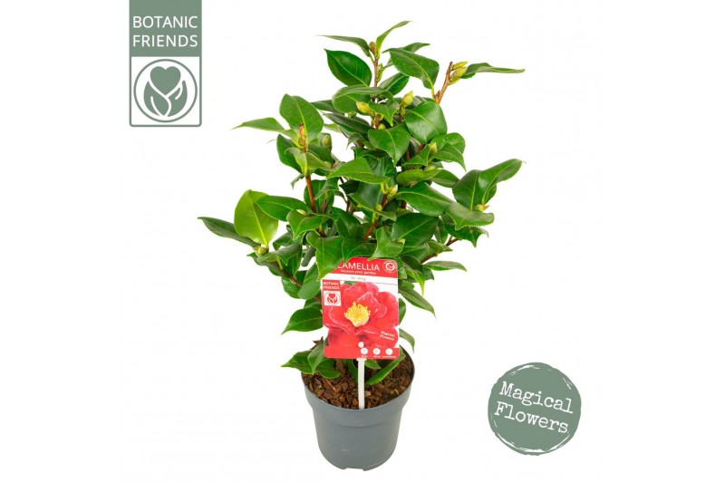 Camellia japonica Camellia jap. Dr King15 bl. 