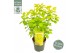 Cotinus coggygria Cotinus cog. Golden Lady ® 