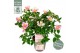 Camellia japonica Camellia sas. Strawberry Swirl Premium25 bl. 