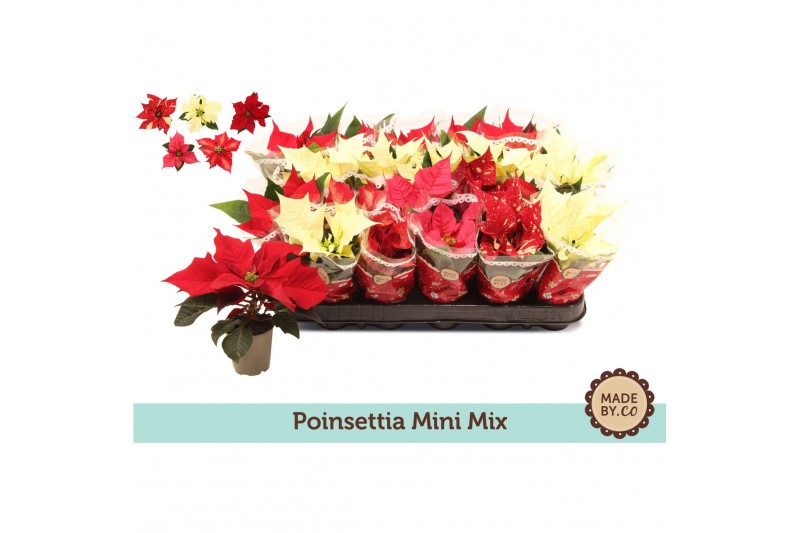 Euphorbia pul. mix Euph. Poinsettia Mini Mix in Sleeve1 bl. 