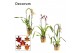 Cambria mix Cambria cascade 1 tak mix (Decorum)1 tak/plnt 