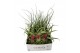 Tillandsia Tillandsia CS mix x151 bl. 
