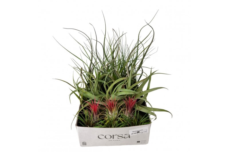 Tillandsia Tillandsia CS mix x151 bl. 