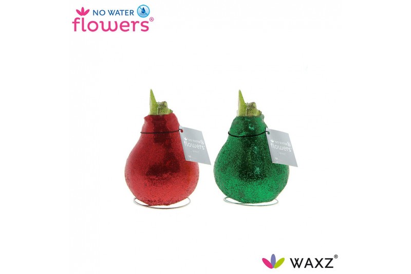 Hippeastrum gewaxt No Water Flowers Glitterz® Mix Traditional Rood / G 