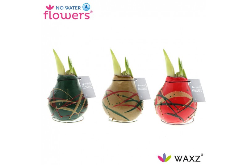 Hippeastrum gewaxt No Water Flowers Waxz® Art Munch2 tak/plnt 