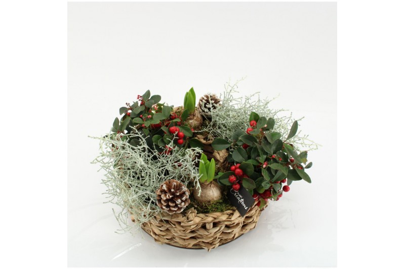 Arrangementen tuinplanten ODXM-2535 Xmas Outdoor 6 pp 