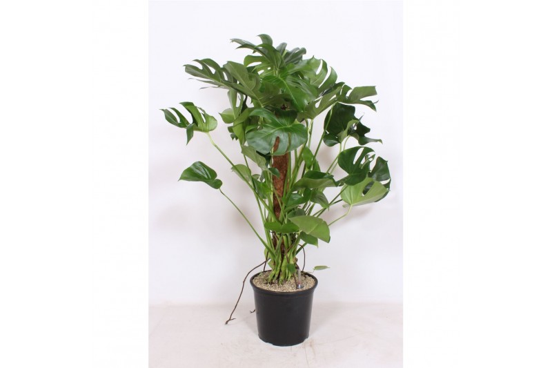 Monstera deliciosa Monstera deliciosa9 pp 