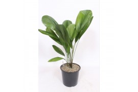 Licuala Licuala grandis2 pp