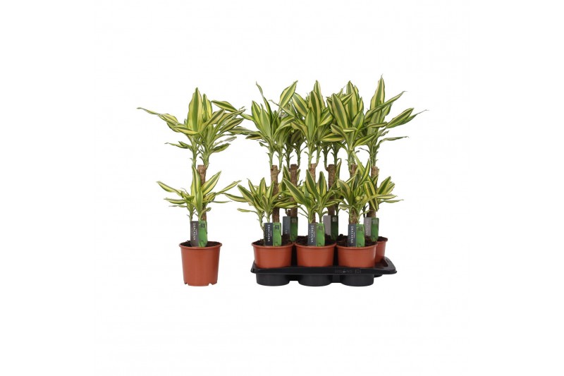 Dracaena fragr. yellow coast 2 PP 