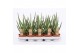 Sansevieria cylindrica Sansevieria Tough Guy1 pp 