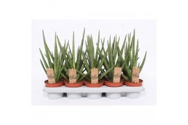 Sansevieria cylindrica Sansevieria Tough Guy1 pp