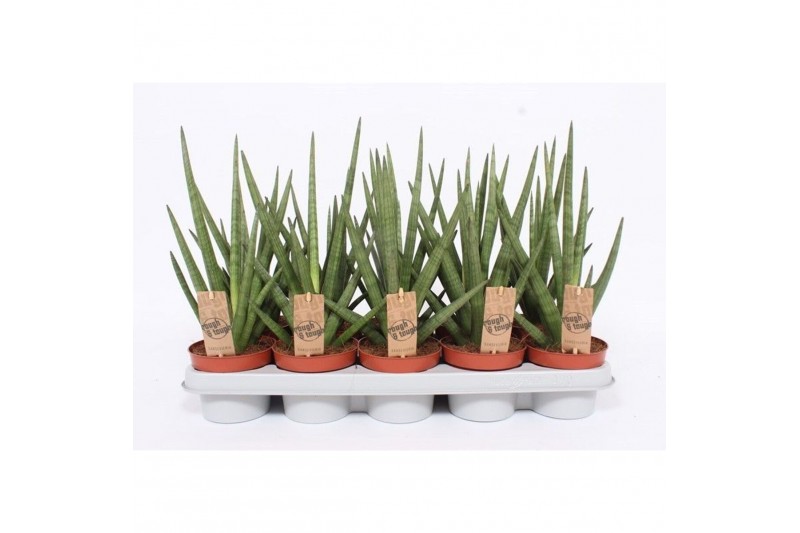 Sansevieria cylindrica Sansevieria Tough Guy1 pp 