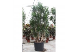 Dracaena marginata Dracaena marginata1 pp