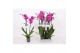 Phalaenopsis anthura johannesburg Phalaenopsis Johannesburg - 2 tak, 1 