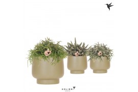 Rhipsalis mix Kolibri Greens Rhipsalis mix in Scandic pot green1 pp