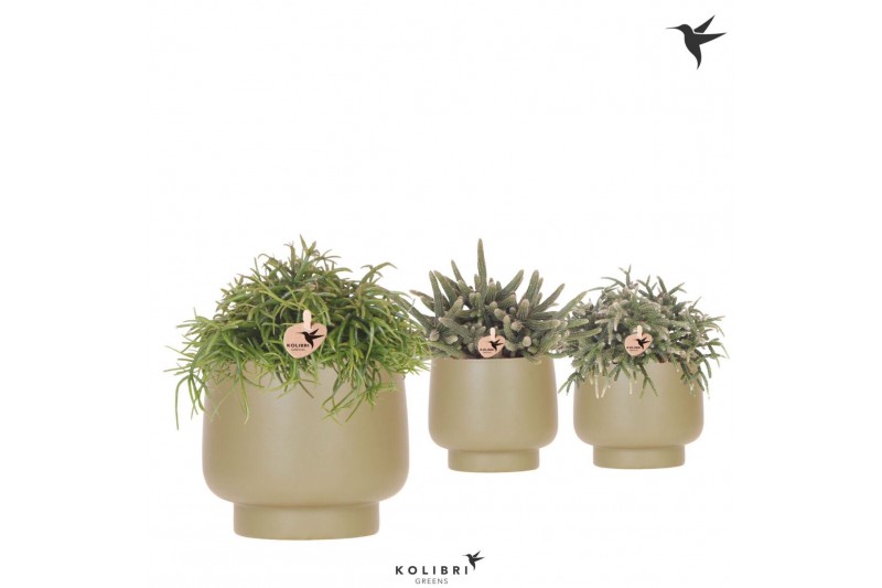 Rhipsalis mix Kolibri Greens Rhipsalis mix in Scandic pot green1 pp 
