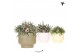 Rhipsalis mix Kolibri Greens Rhipsalis mix in Scandic pot green mix1 p 
