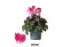 Cyclamen pers. midi indiaka Cyclamen Indiaka fuchsia25 cm diameter fuc 