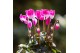 Cyclamen pers. midi indiaka Cyclamen Indiaka fuchsia25 cm diameter fuc 