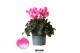 Cyclamen pers. midi indiaka Cyclamen Indiaka magenta25 cm diameter roz 