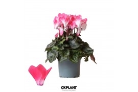 Cyclamen pers. midi indiaka Cyclamen Indiaka salmon25 cm diameter roze