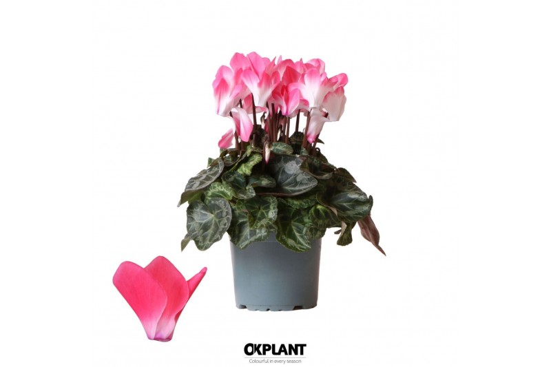 Cyclamen pers. midi indiaka Cyclamen Indiaka salmon25 cm diameter roze 