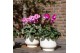 Cyclamen pers. midi indiaka Cyclamen Indiaka salmon25 cm diameter roze 
