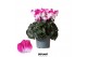 Cyclamen pers. midi indiaka Cyclamen Indiaka violet25 cm diameter paar 