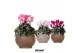 Cyclamen pers. midi Cyclamen mix in Ancient pot brown mix25 cm diamete 