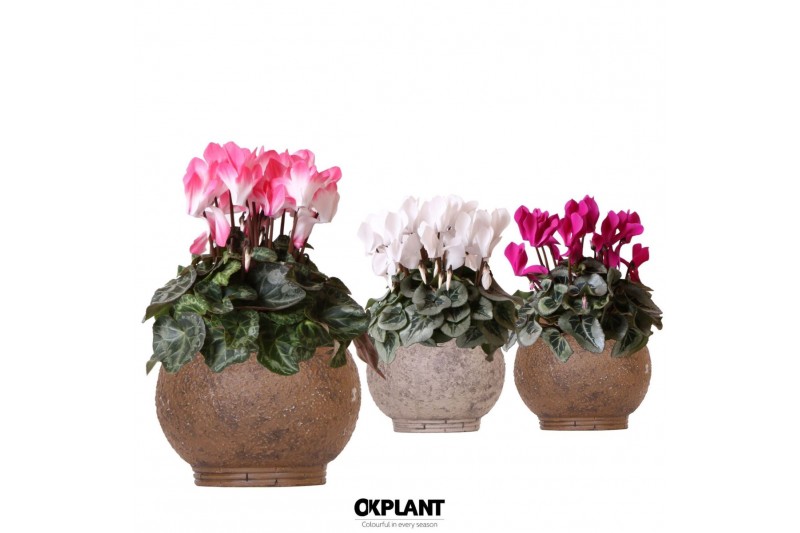 Cyclamen pers. midi Cyclamen mix in Ancient pot brown mix25 cm diamete 