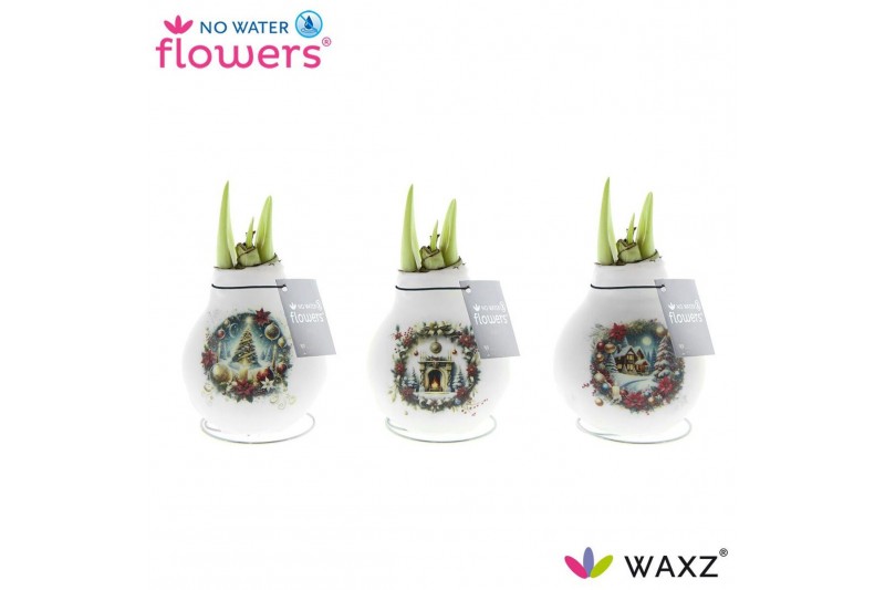 Hippeastrum gewaxt No Water Flowers® Craftz - Christmas Eve2 tak/plnt 