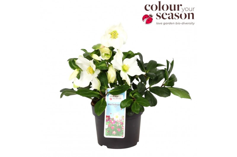 Helleborus niger advent star Helleborus Niger Advent Star P1310 bl. 