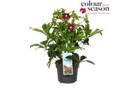 Helleborus viv eloisa Helleborus Viv Eloisa P1915 bl.