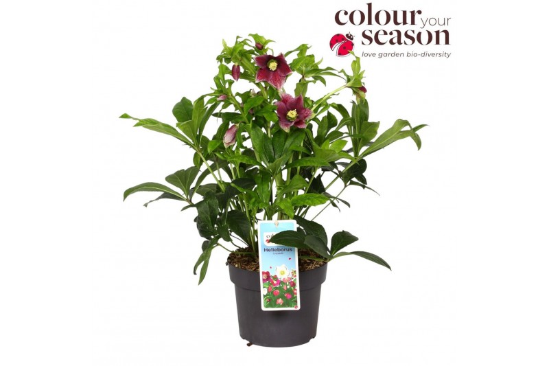 Helleborus viv eloisa Helleborus Viv Eloisa P1915 bl. 