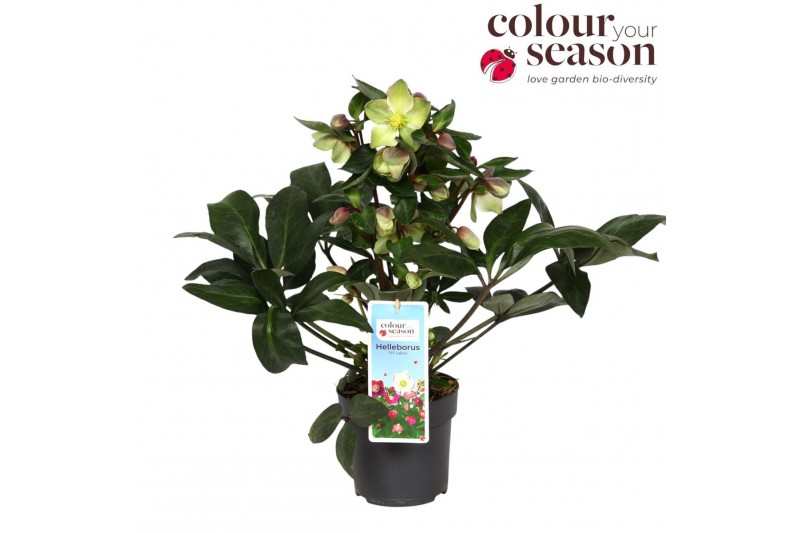 Helleborus x ericsmithii viv valeria Helleborus x ericsmithii Valeria2 