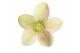 Helleborus x ericsmithii viv valeria Helleborus x ericsmithii Valeria2 
