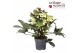 Helleborus x ericsmithii viv valeria Helleborus x ericsmithii Valeria2 