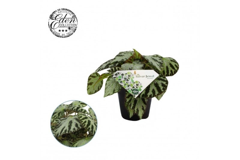 Begonia silver jewell Begonia Silver Jewell 12cm 3 pp 