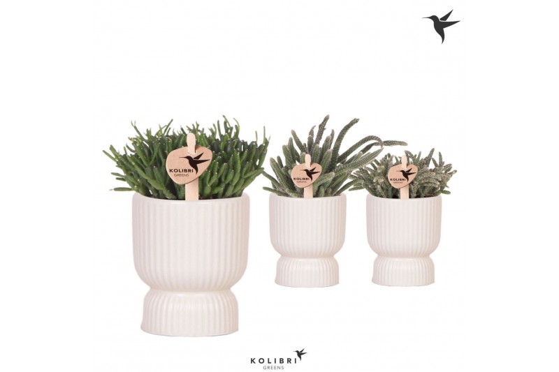 Rhipsalis mix Kolibri Greens Rhipsalis mix in Diabolo pot travertine1  