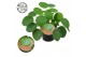 Pilea peperomioides Pilea Peperomioides 12cm Nederlands etiket 
